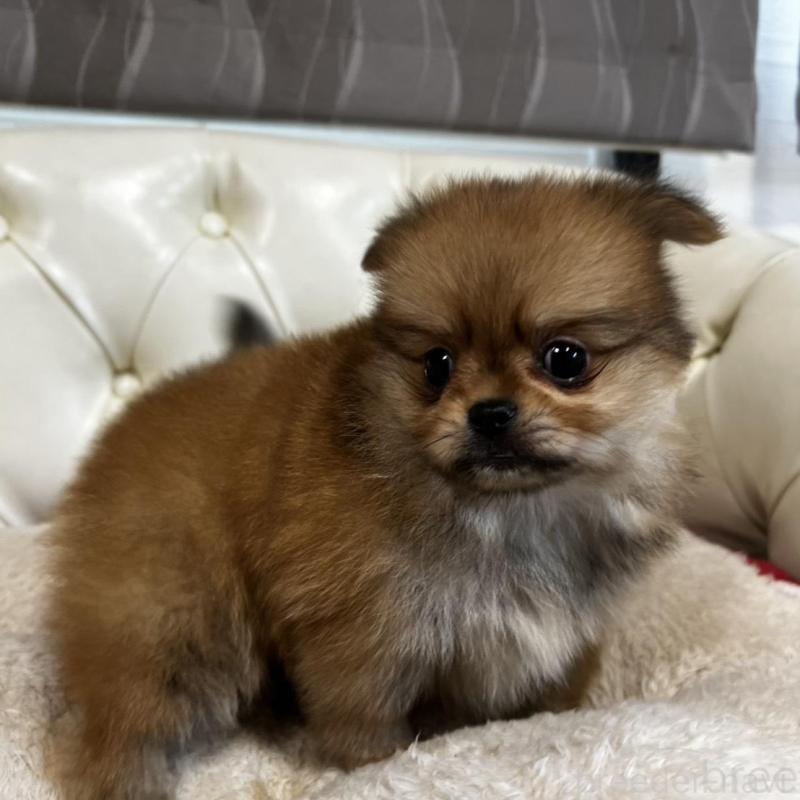 販売中の香川県のポメチワ:ポメラニアン×チワワ-444407の5枚目