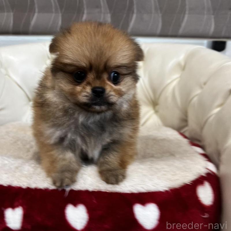 販売中の香川県のポメチワ:ポメラニアン×チワワ-444407の4枚目