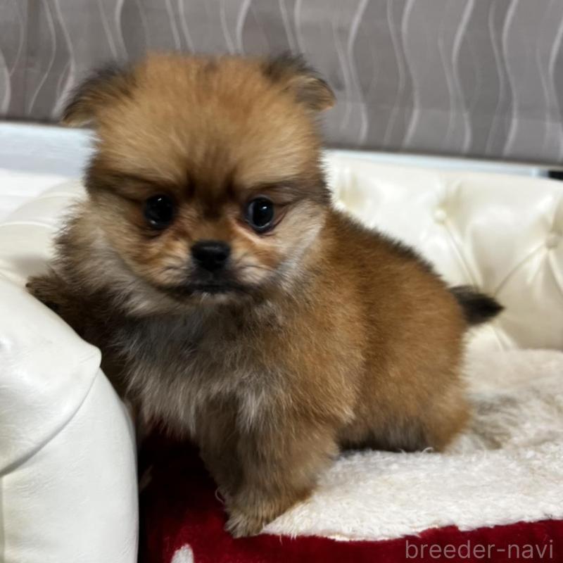 販売中の香川県のポメチワ:ポメラニアン×チワワ-444407の3枚目