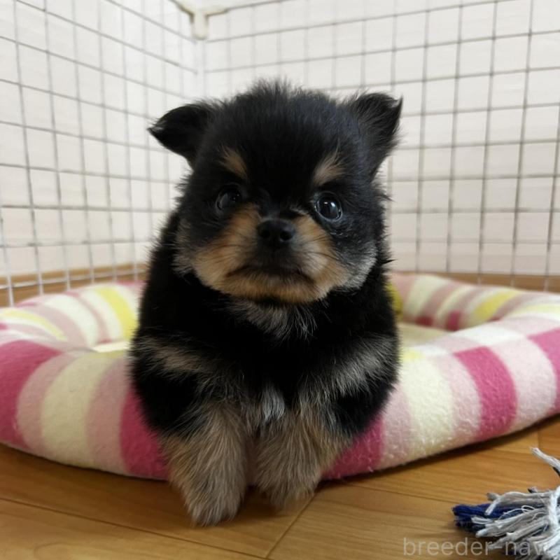 販売中の香川県のポメチワ:ポメラニアン×チワワ-444411の1枚目