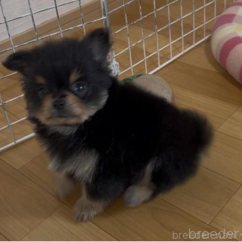 販売中の香川県のポメチワ:ポメラニアン×チワワ-444411の18枚目