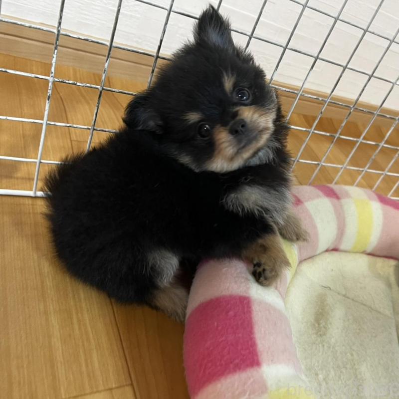 販売中の香川県のポメチワ:ポメラニアン×チワワ-444411の17枚目