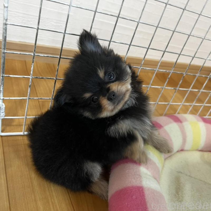販売中の香川県のポメチワ:ポメラニアン×チワワ-444411の16枚目
