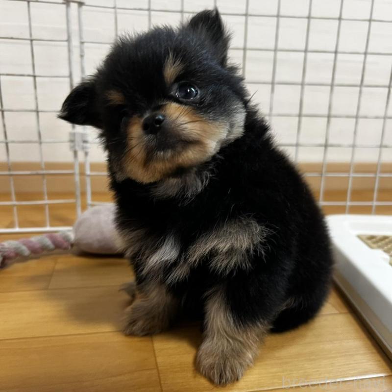 販売中の香川県のポメチワ:ポメラニアン×チワワ-444411の15枚目