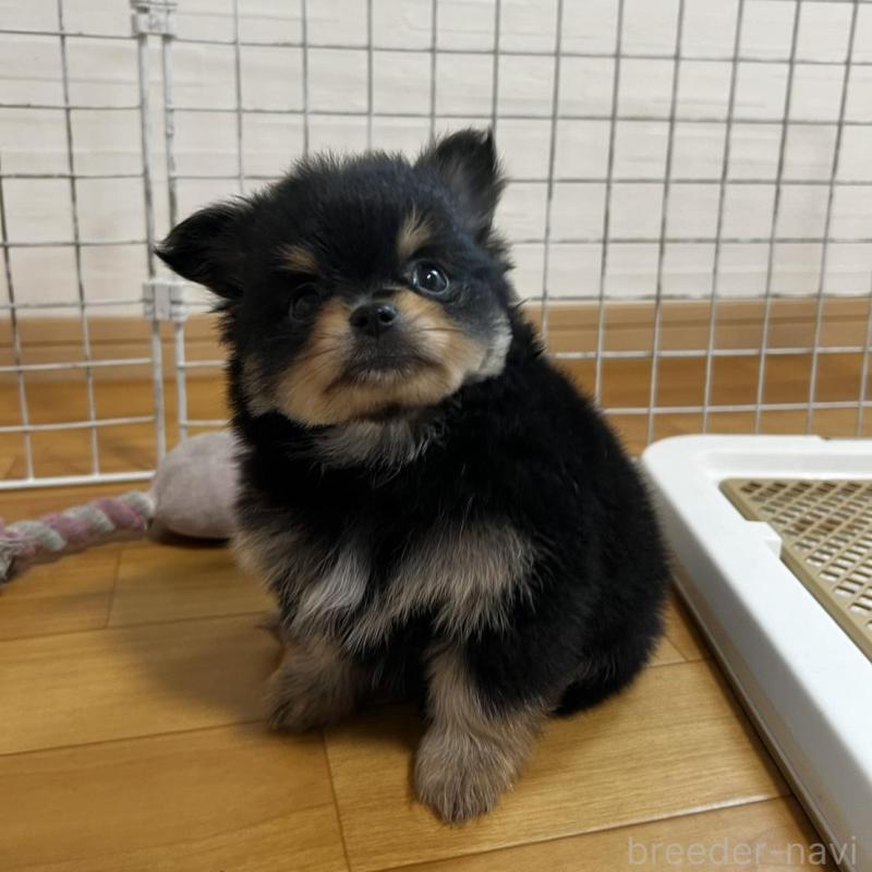 販売中の香川県のポメチワ:ポメラニアン×チワワ-444411の14枚目