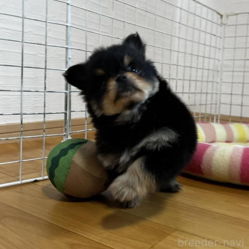 販売中の香川県のポメチワ:ポメラニアン×チワワ-444411の13枚目