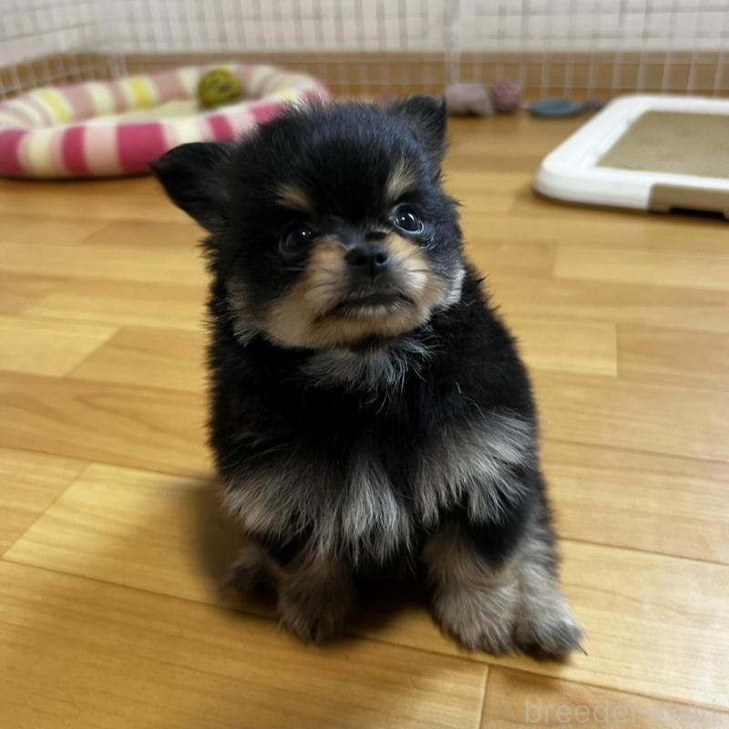 販売中の香川県のポメチワ:ポメラニアン×チワワ-444411の12枚目