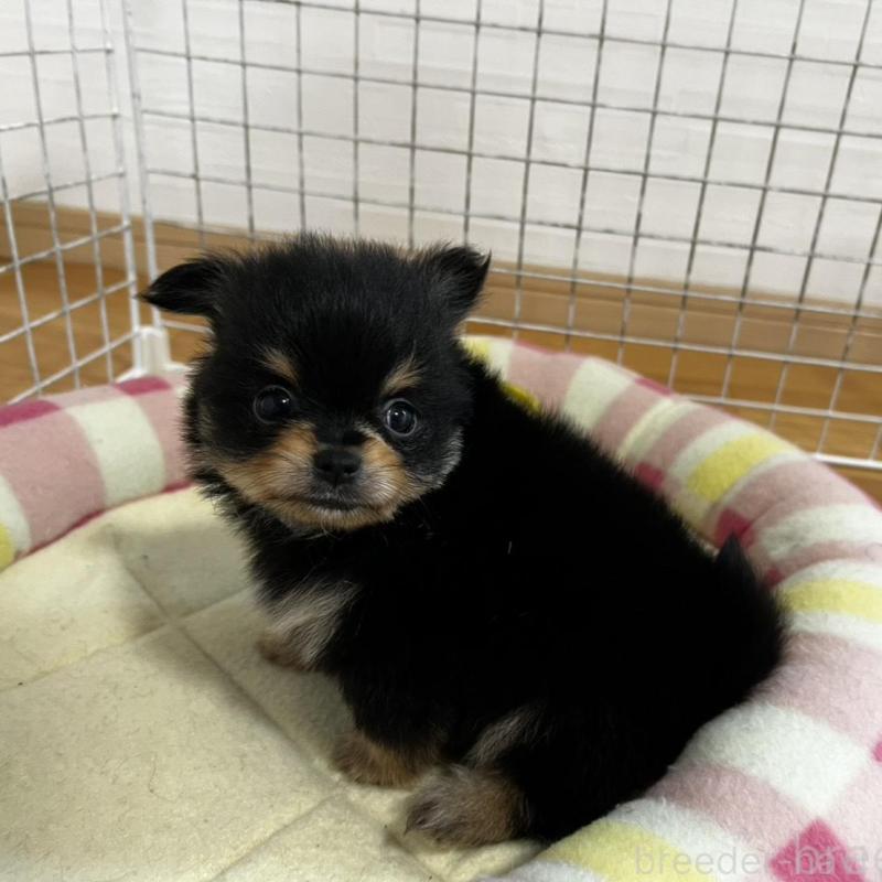 販売中の香川県のポメチワ:ポメラニアン×チワワ-444411の10枚目