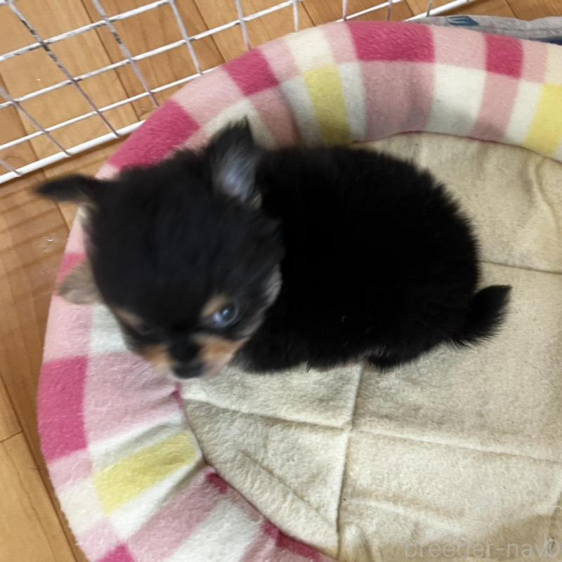 販売中の香川県のポメチワ:ポメラニアン×チワワ-444411の9枚目