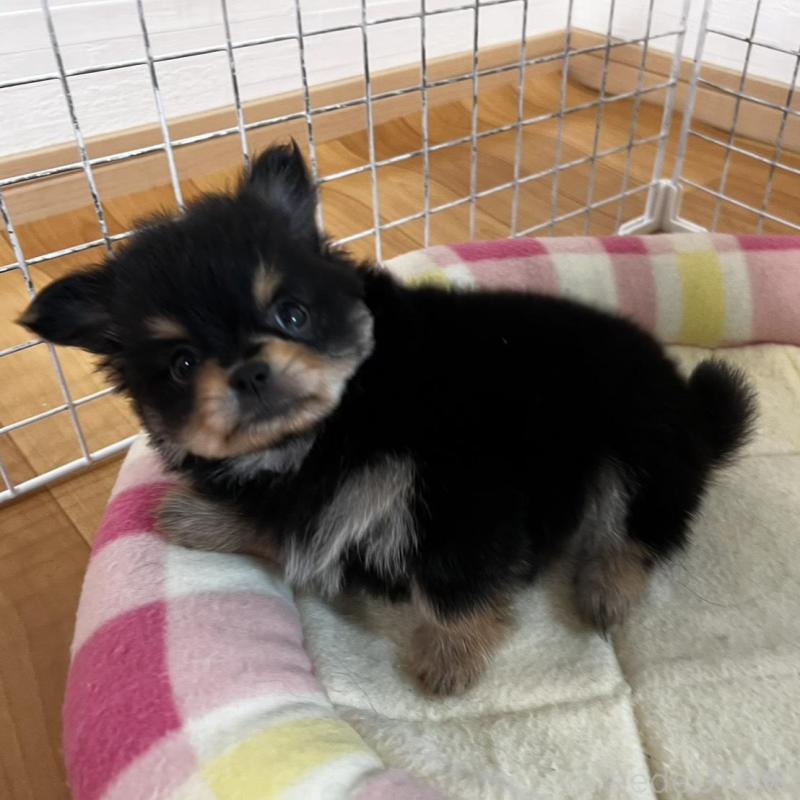 販売中の香川県のポメチワ:ポメラニアン×チワワ-444411の8枚目