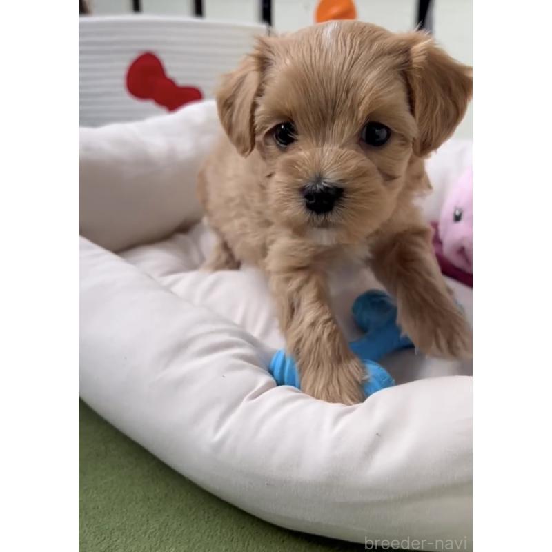 商談中の福岡県のマルプー:マルチーズ×トイプードル-440420の4枚目