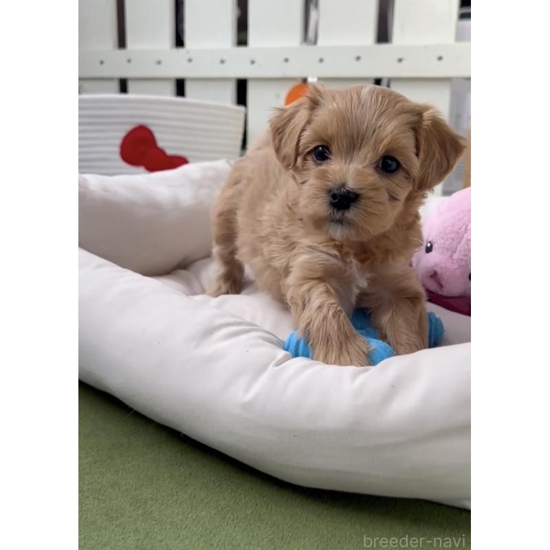 商談中の福岡県のマルプー:マルチーズ×トイプードル-440420の3枚目