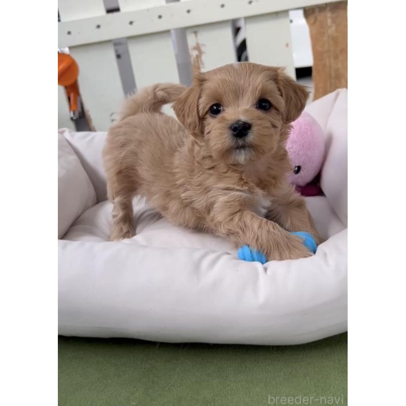 商談中の福岡県のマルプー:マルチーズ×トイプードル-440420の2枚目