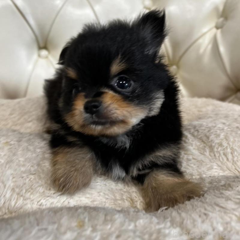 販売中の香川県のポメチワ:ポメラニアン×チワワ-444411の5枚目