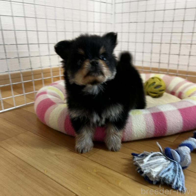 販売中の香川県のポメチワ:ポメラニアン×チワワ-444411の4枚目