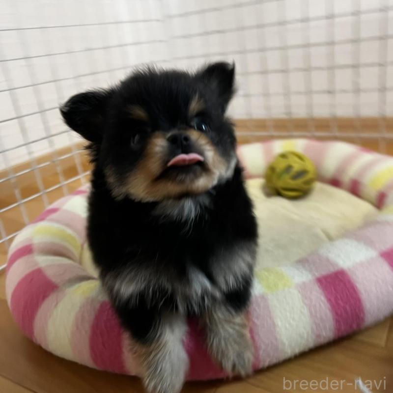 販売中の香川県のポメチワ:ポメラニアン×チワワ-444411の3枚目