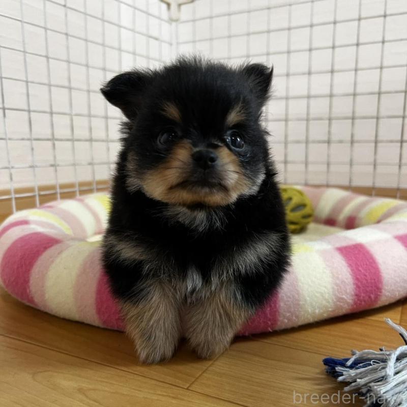 販売中の香川県のポメチワ:ポメラニアン×チワワ-444411の2枚目