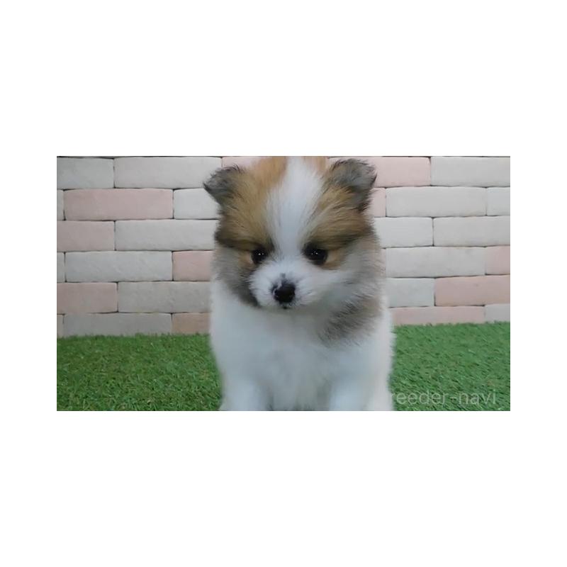 販売中の三重県のポメラニアン-442893の3枚目