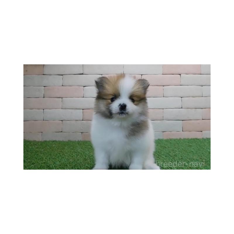 販売中の三重県のポメラニアン-442893の2枚目