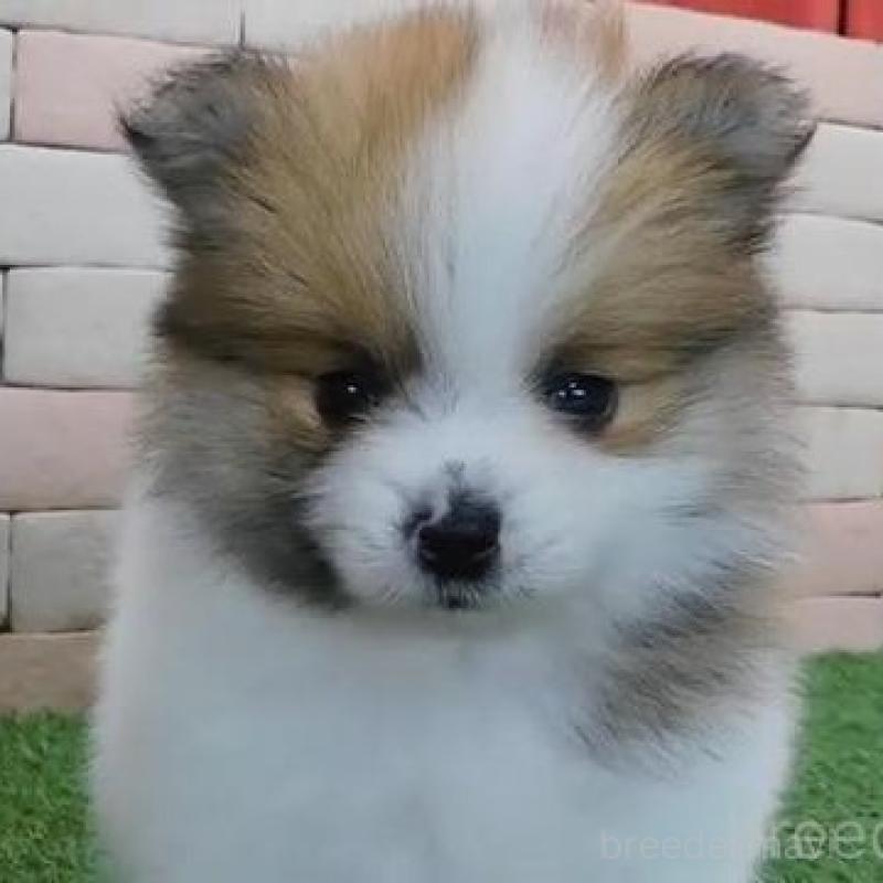 販売中の三重県のポメラニアン-442893の1枚目