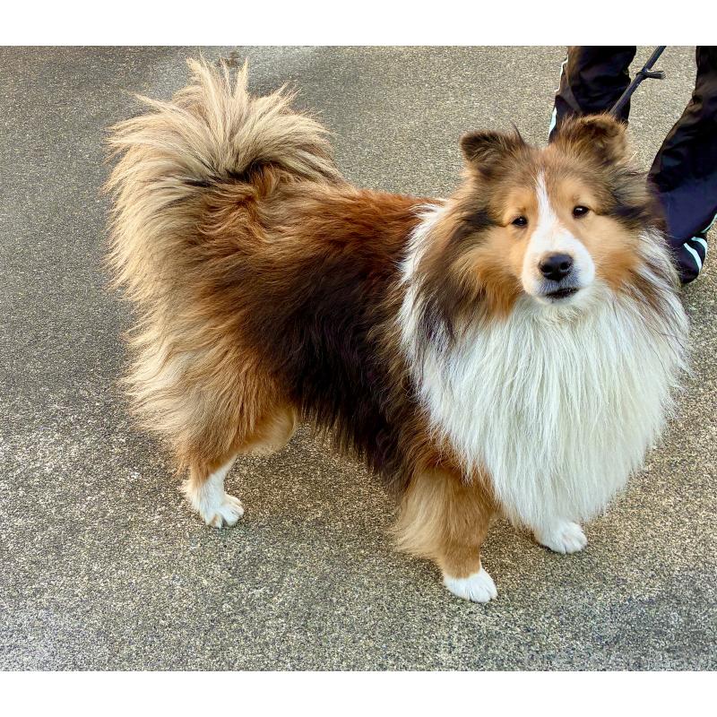 成約済の静岡県のシェットランドシープドッグ(シェルティ)-440141の1枚目
