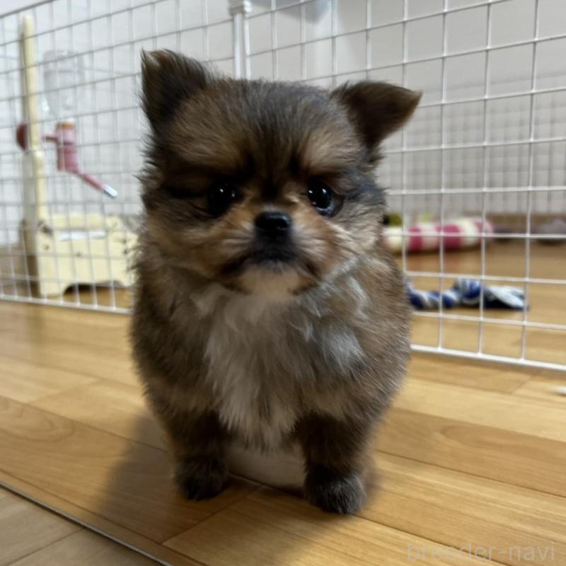 販売中の香川県のポメチワ:ポメラニアン×チワワ-444414