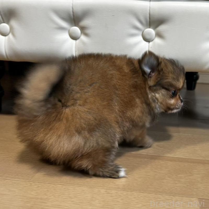 販売中の香川県のポメチワ:ポメラニアン×チワワ-444414の25枚目