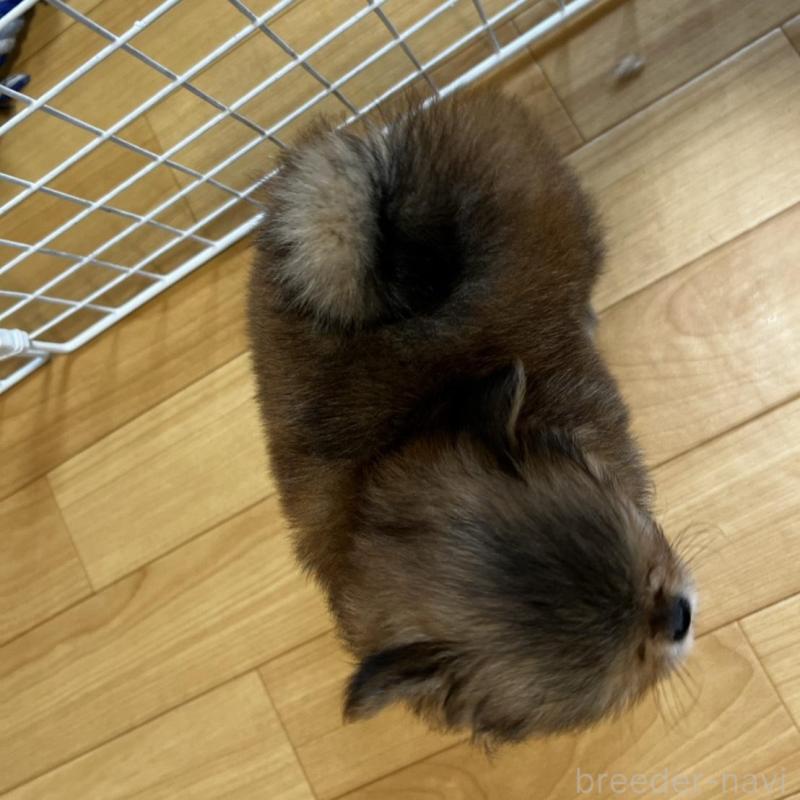 販売中の香川県のポメチワ:ポメラニアン×チワワ-444414の24枚目