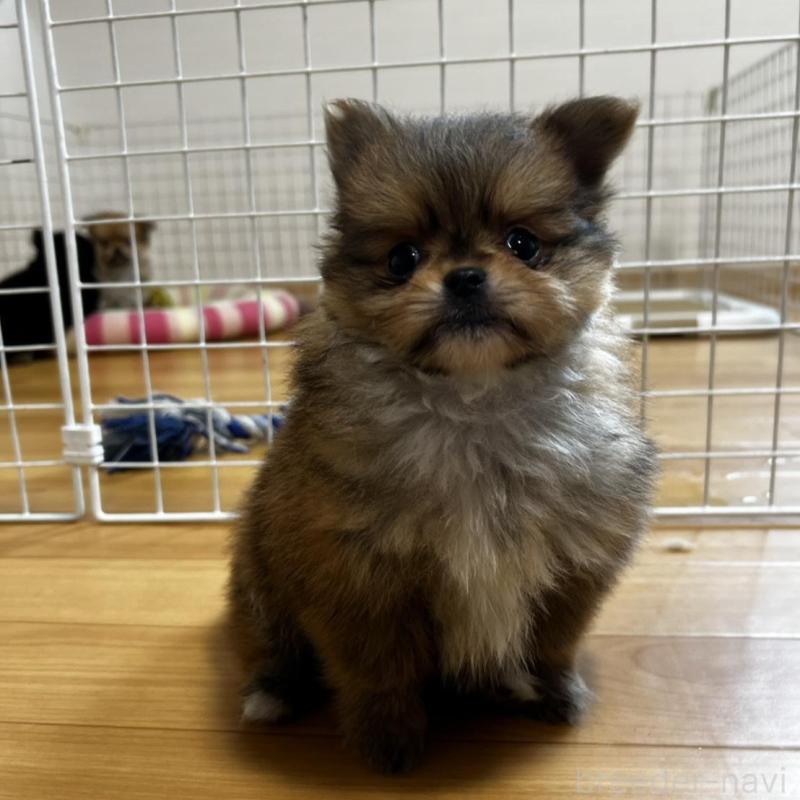 販売中の香川県のポメチワ:ポメラニアン×チワワ-444414の23枚目
