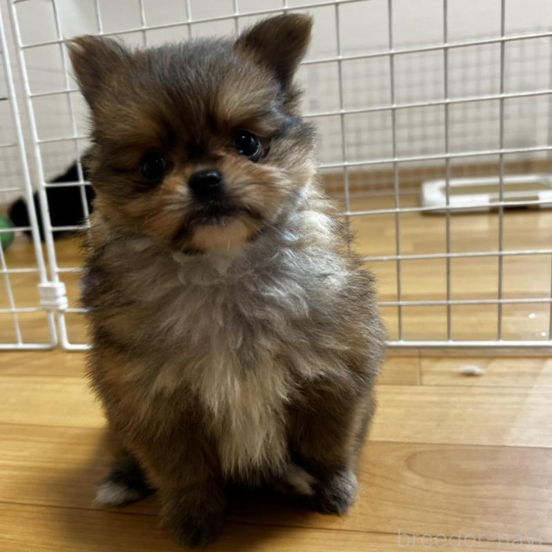 販売中の香川県のポメチワ:ポメラニアン×チワワ-444414の21枚目