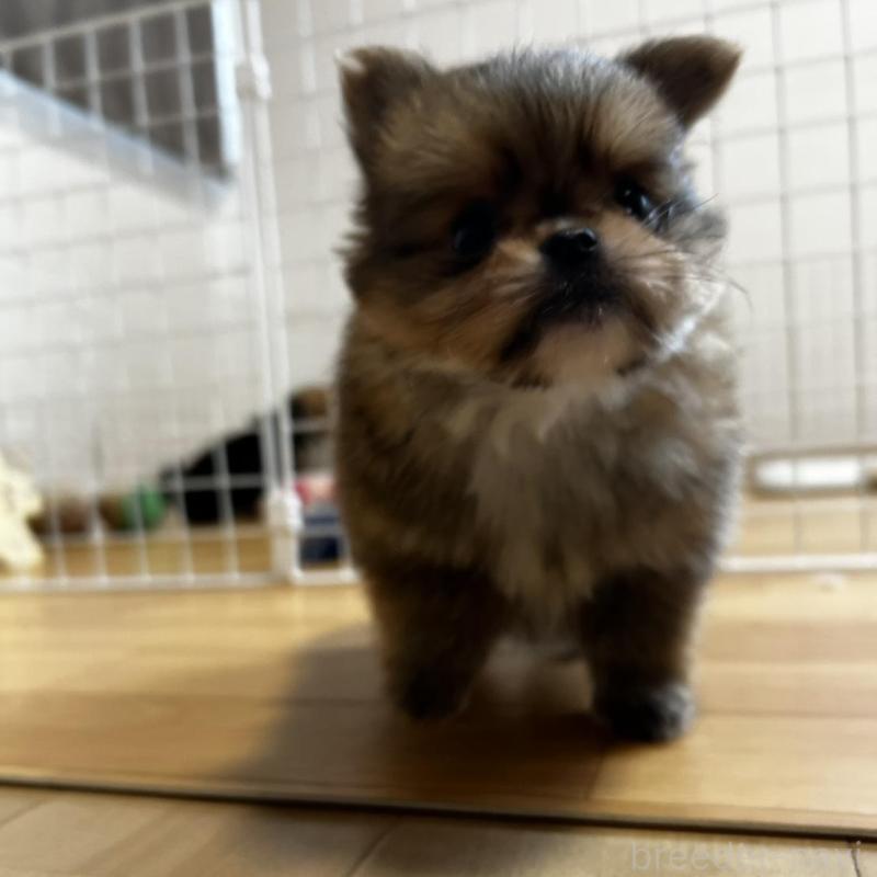 販売中の香川県のポメチワ:ポメラニアン×チワワ-444414の20枚目