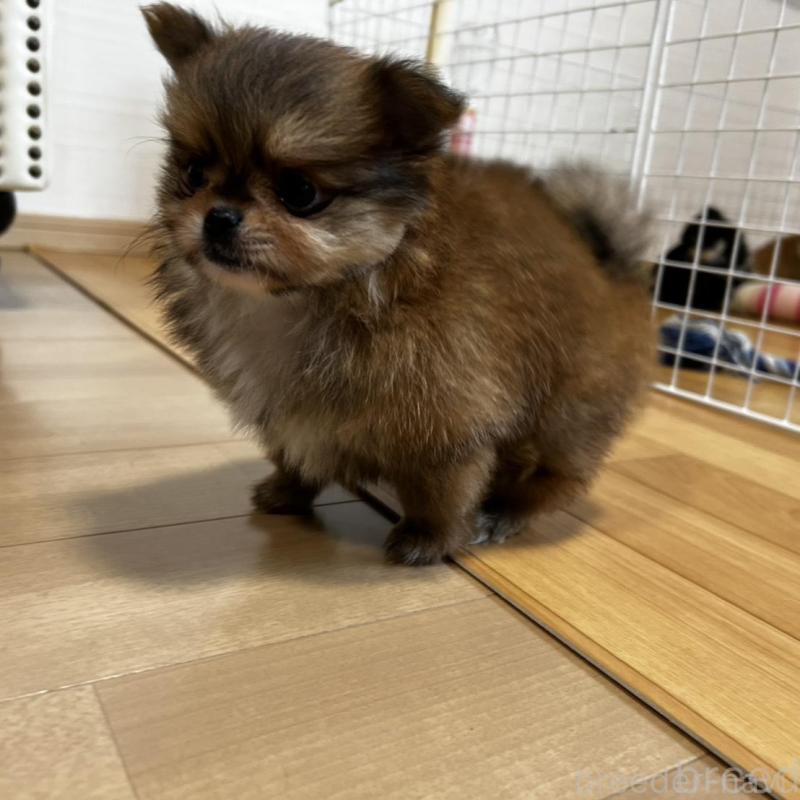 販売中の香川県のポメチワ:ポメラニアン×チワワ-444414の19枚目