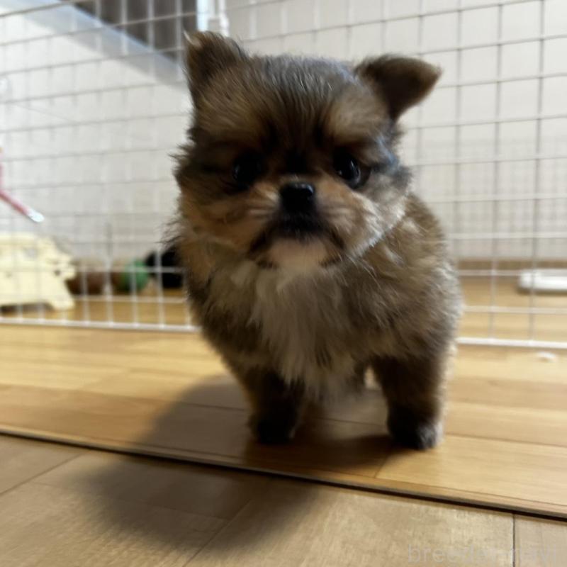 販売中の香川県のポメチワ:ポメラニアン×チワワ-444414の18枚目