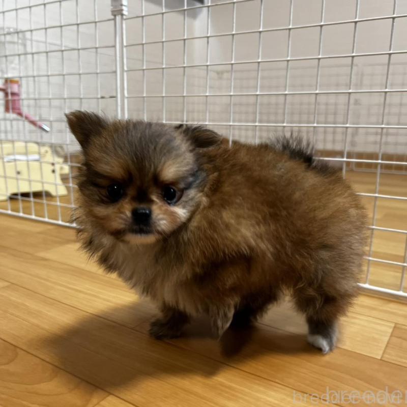 販売中の香川県のポメチワ:ポメラニアン×チワワ-444414の17枚目