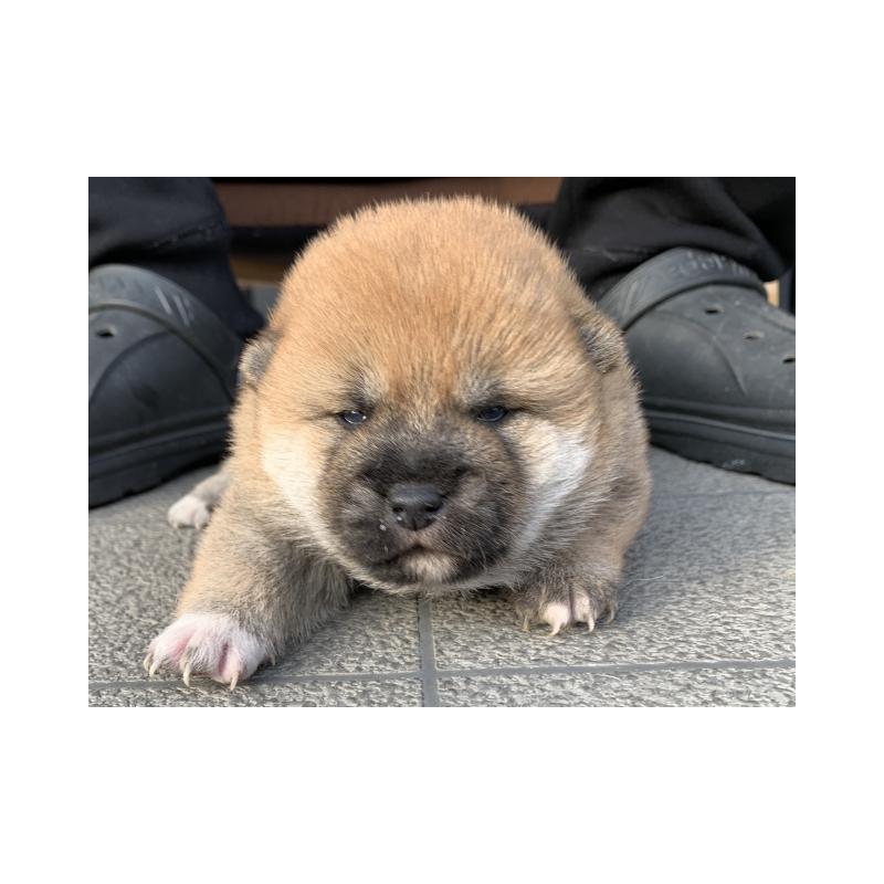 販売中の長崎県の柴犬-444413の4枚目