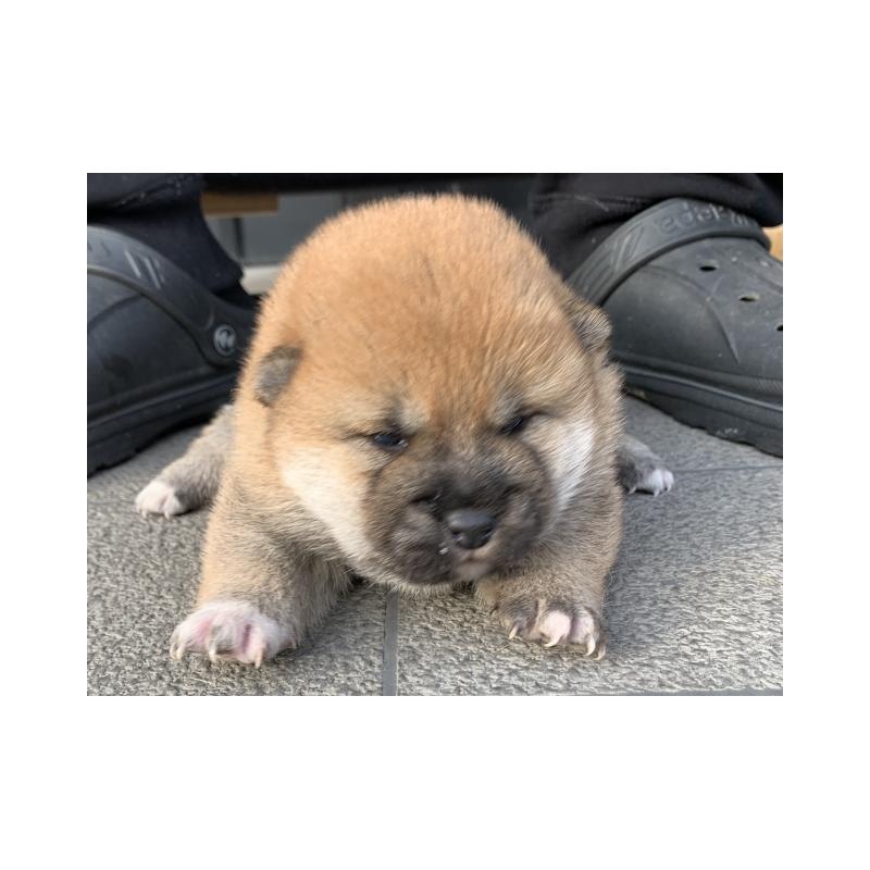 販売中の長崎県の柴犬-444413の3枚目