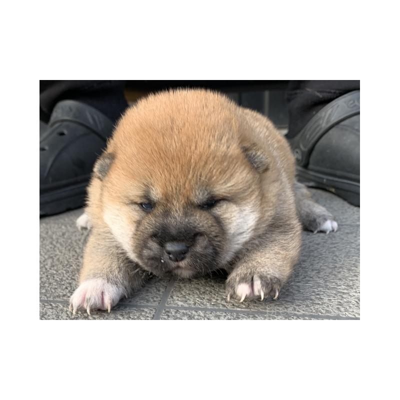 販売中の長崎県の柴犬-444413の2枚目