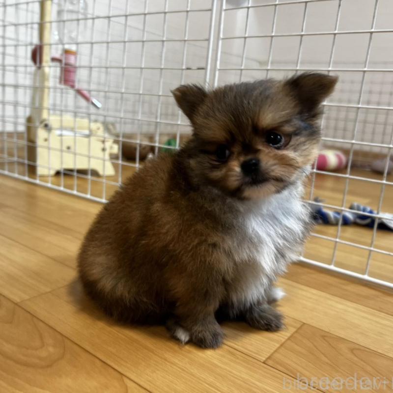 販売中の香川県のポメチワ:ポメラニアン×チワワ-444414の14枚目