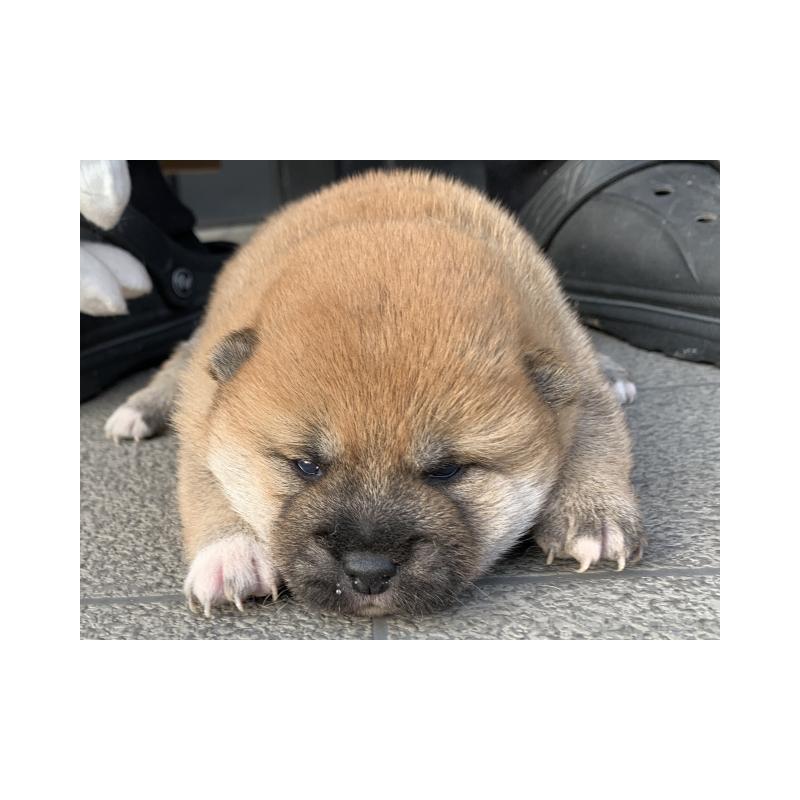 販売中の長崎県の柴犬-444413の1枚目