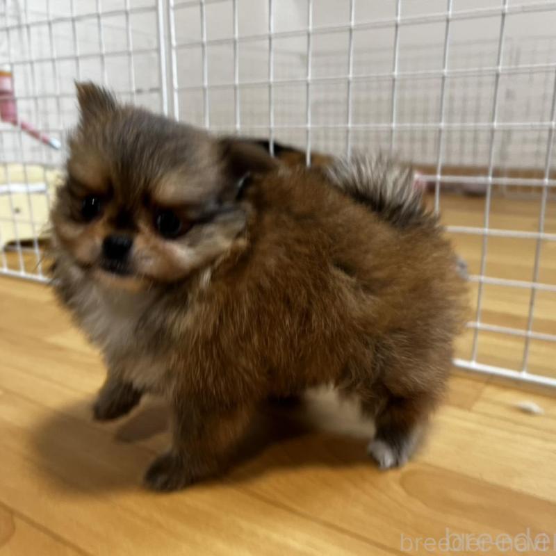 販売中の香川県のポメチワ:ポメラニアン×チワワ-444414の12枚目