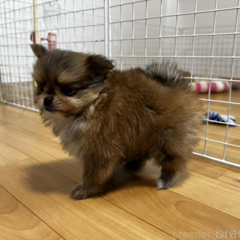 販売中の香川県のポメチワ:ポメラニアン×チワワ-444414の11枚目