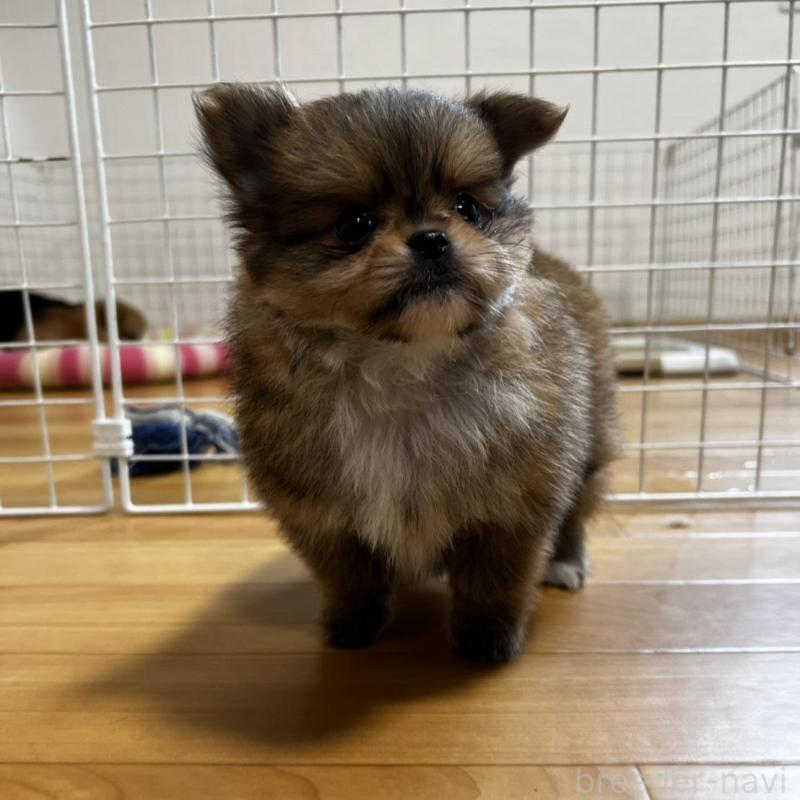販売中の香川県のポメチワ:ポメラニアン×チワワ-444414の10枚目