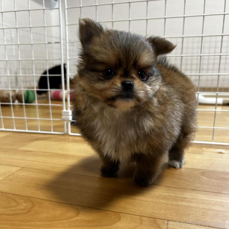 販売中の香川県のポメチワ:ポメラニアン×チワワ-444414の9枚目