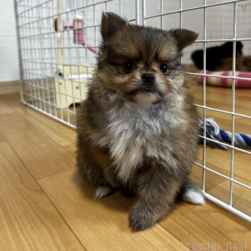 販売中の香川県のポメチワ:ポメラニアン×チワワ-444414の8枚目