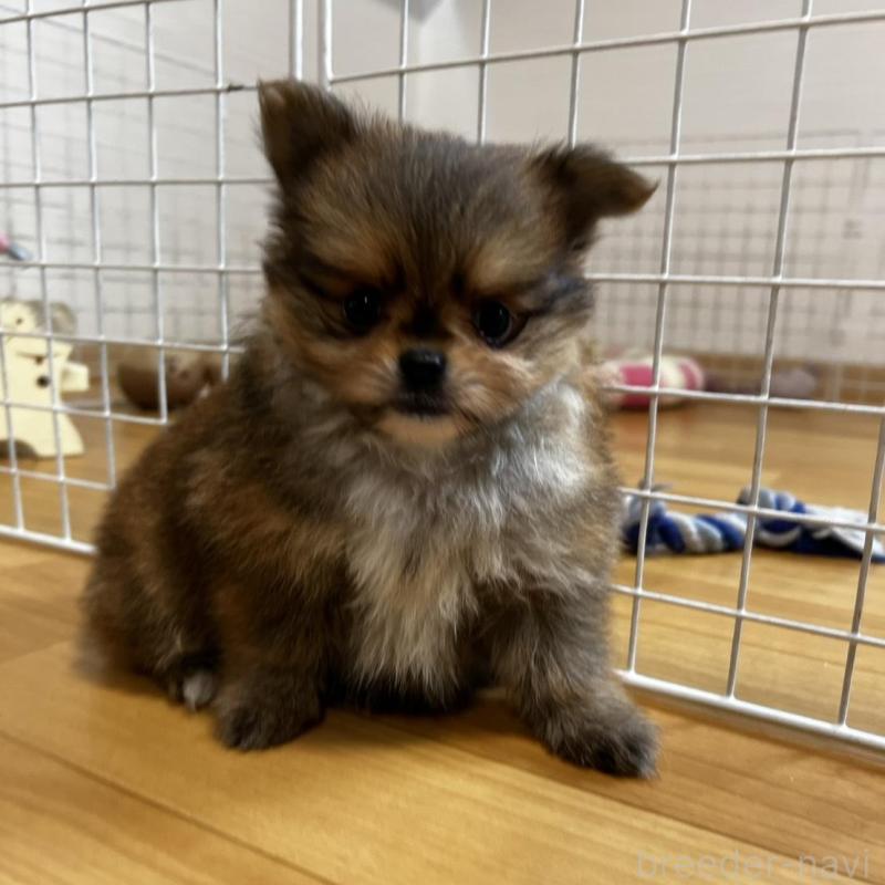 販売中の香川県のポメチワ:ポメラニアン×チワワ-444414の7枚目
