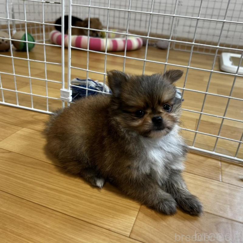 販売中の香川県のポメチワ:ポメラニアン×チワワ-444414の5枚目