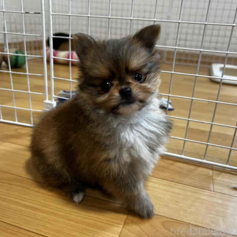 販売中の香川県のポメチワ:ポメラニアン×チワワ-444414の4枚目