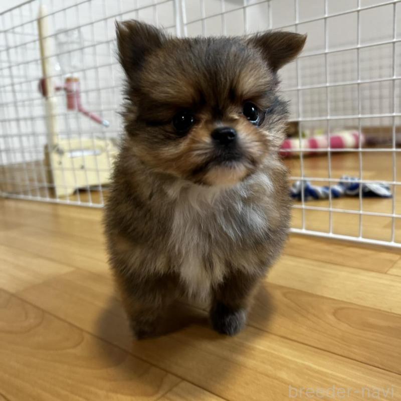 販売中の香川県のポメチワ:ポメラニアン×チワワ-444414の2枚目