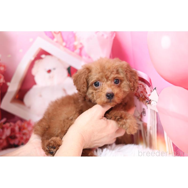 販売中の大阪府のティーカッププードル-444415の3枚目