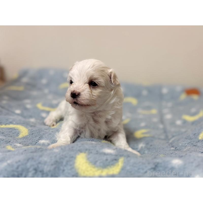 販売中の東京都のマルチーズ-444417の6枚目